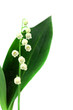lily of the valley isolated over white lily of the valley isolated over white
