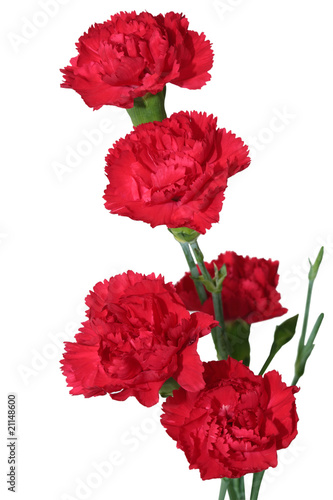 Photo: Red Carnation Red Carnation