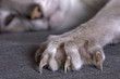 claws claws