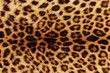 Leopard Skin