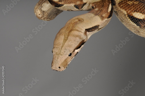 Photo: Eine Phyton fixiertihr Opfer Eine Phyton fixiertihr Opfer