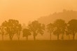 Misty morning tree