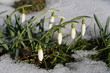 Foto: Frühlingserwachen - Schneeglöckchen Frühlingserwachen - Schneeglöckchen