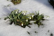 Frühlingserwachen - Schneeglöckchen