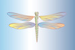 dragonfly with bright colours