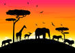 safari acacia animal