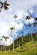 Cocora walley and wax palm Cocora walley and wax palm