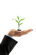 plant