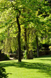 Spring in a park