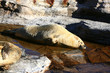 sea lion sleeping