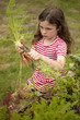 Photo: little girl picking carrots out of vegetable garden little girl picking carrots out of vegetable garden