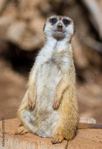 Photo: meercat meercat