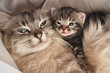 Cat and her kitten