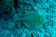 Coral reef. Blue spotted stingray Coral reef. Blue spotted stingray