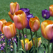 Tulpen