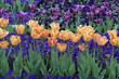 Tulpen, Stiefmuetterchen