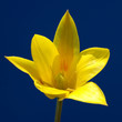 Tulpenbluete