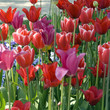 Tulpenbluete