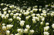 Viridiflora-Tulpe; Tulipa; Spring Green