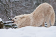 Polarwolf streckt sich