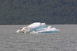 Iceberg floating in the ocean