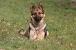 Schäferhund