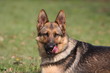 Schäferhund