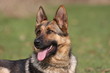 Schäferhund Schäferhund
