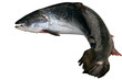 saumon saumon