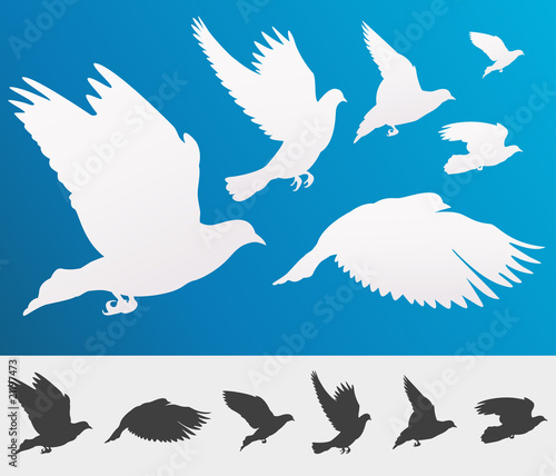 Vector: Graceful flying birds silhouettes for your design - isolated Graceful flying birds silhouettes for your design - isolated