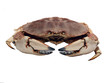 Photo: dungenes crab dungenes crab