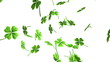 Falling shamrock leaves Saint Patrick's day background