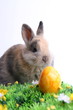 Osterhase mit gelbem Ei