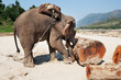 Elefant beim Arbeiten