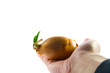Zwiebel