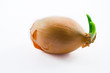 Zwiebel
