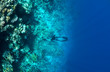 snorkeling
