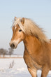 Haflinger Stute in Winterlandschaft Haflinger Stute in Winterlandschaft