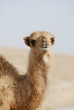 camel in desert