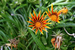 verblühende Mittagsblume