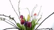 Tulpen