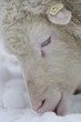 Schaf friest Schnee
