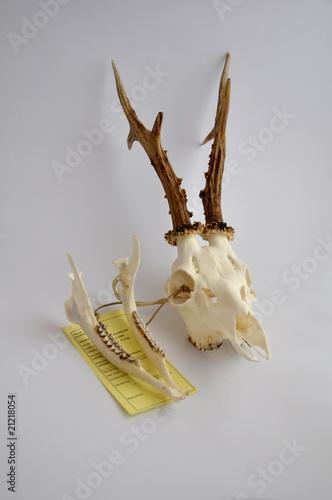 Foto: jagd - geweih jagd - geweih