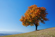 Photo en ligne au meilleur prix Bright fall tree