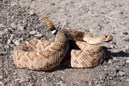 Photo: Western Diamondback Rattlesnake (Crotalus atrox) Western Diamondback Rattlesnake (Crotalus atrox)