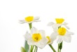 Close up of white daffodils