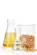 corn seeds with their products