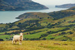 New Zealand landscape, Banks Peninsula