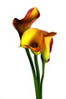 Arums