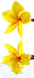 fleur jaune frangipanier, fond blanc